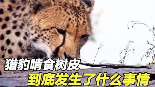 猎豹悲惨生活，饿的沦落啃食树皮，它们遭遇了什么事情