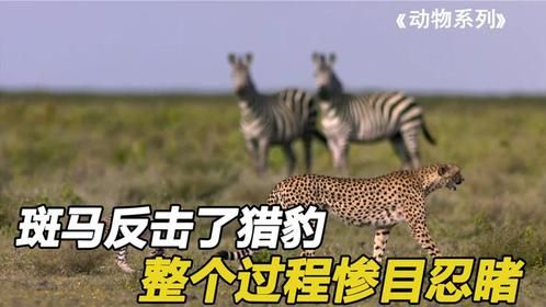 猎豹被斑马奋力反击，整个过程惨目忍睹，结局值得深思