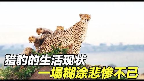 猎豹为了孩子没日没夜拼命捕食，依然无法生存，太悲惨了