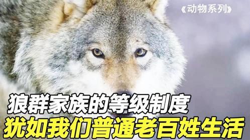 狼群家族的等级制度非常严格，犹如我们普通老百姓的现实生活！