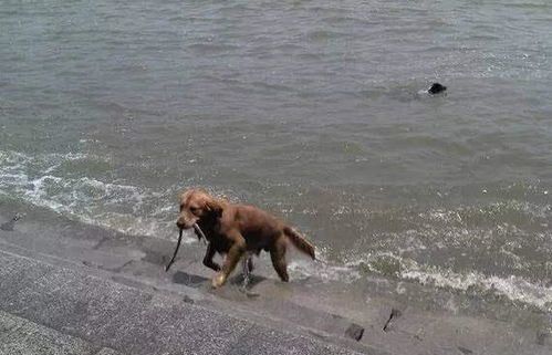 两条流浪狗已被啾啾主人收养_走失宠物狗被两条流浪狗“收养”，发现者：主人已兑现5万元奖金，将捐给流浪救助公益