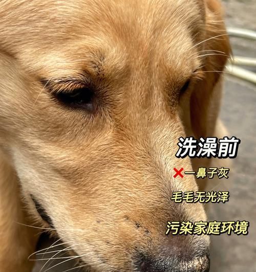 轻松让宠物狗享受洗澡——15个小技巧助你让狗狗不再害怕洗澡