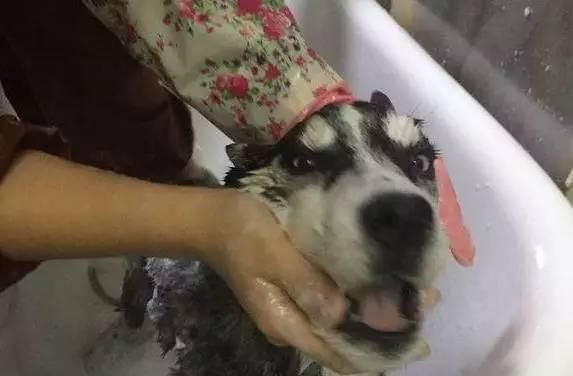 三个月哈士奇洗澡指南（宠物主人必看的洗澡技巧）