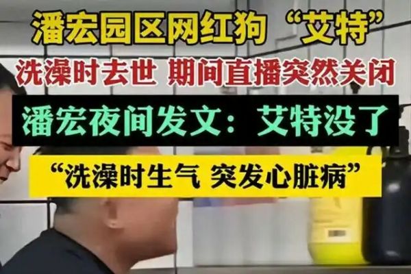 潘宏道歉:网红狗“艾特”洗澡意外去世引发热议