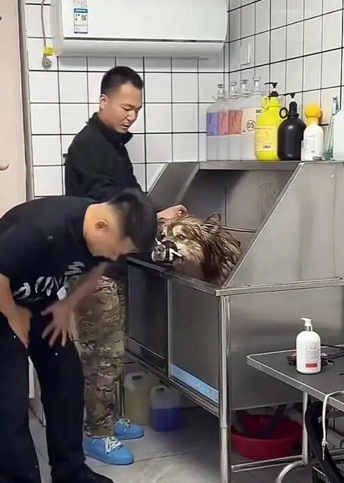 潘宏道歉:网红狗“艾特”洗澡意外去世引发热议