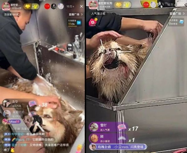 潘宏道歉:网红狗“艾特”洗澡意外去世引发热议