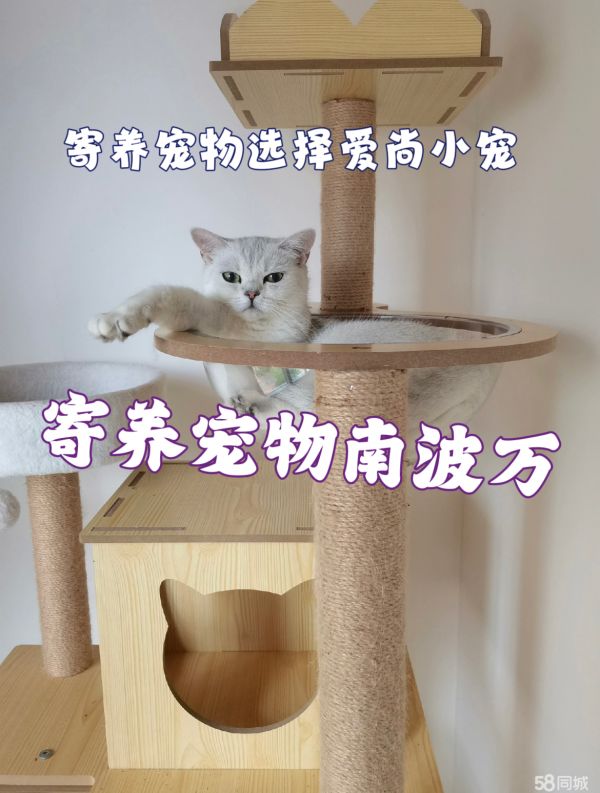 承接春节期间北京宠物猫狗异宠上门喂养北京本地上门喂养狗狗猫猫