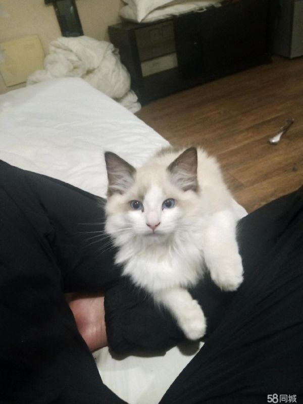 猫咪寄养售卖