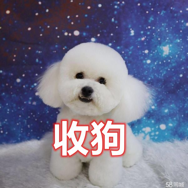长春全城收宠物猫狗，回收宠物猫、收狗、收购宠物狗、收购宠物犬