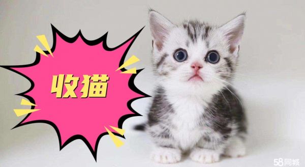 长春全城上门收猫、收购宠物猫、收购猫咪、宠物回收，回收宠物，