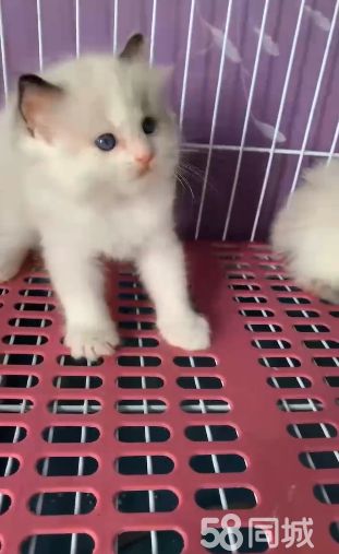 海双布偶猫 2500 喜欢的来
