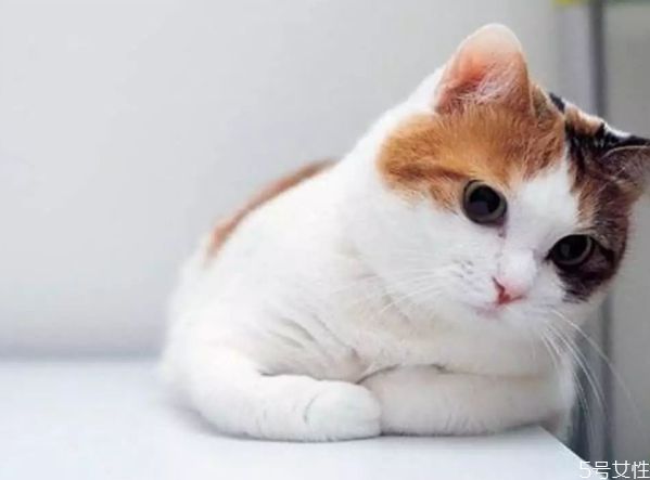 猫咪寄养多少钱一天 猫咪寄养和在家哪个好