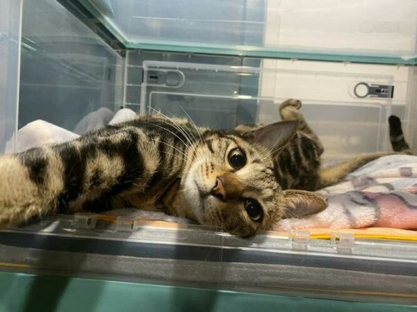 过年回家猫咪怎么安置?寄养、托运、上门喂养与家中留守全解析