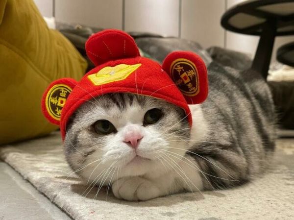 过年回家猫咪怎么安置?寄养、托运、上门喂养与家中留守全解析