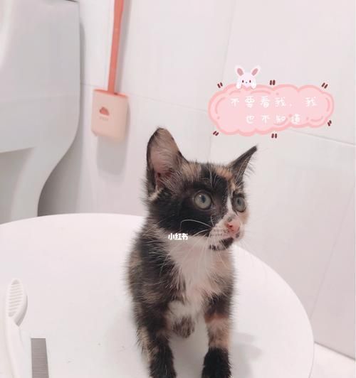 小猫怎样寄养（探究宠物寄养的方式与注意事项）