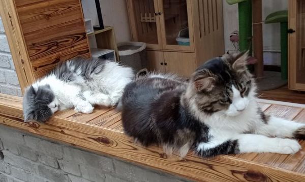 小猫怎样寄养（探究宠物寄养的方式与注意事项）