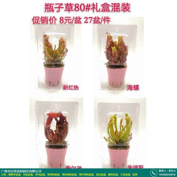 食虫草类盆栽的图片