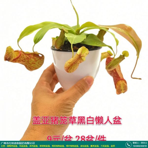 食虫草类盆栽的图片