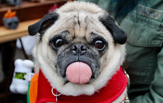 法斗幼犬怎么喂养 科学健康喂养指南