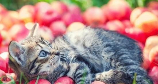 小猫喂食指南——如何喂养你的爱宠（从品种到饮食）