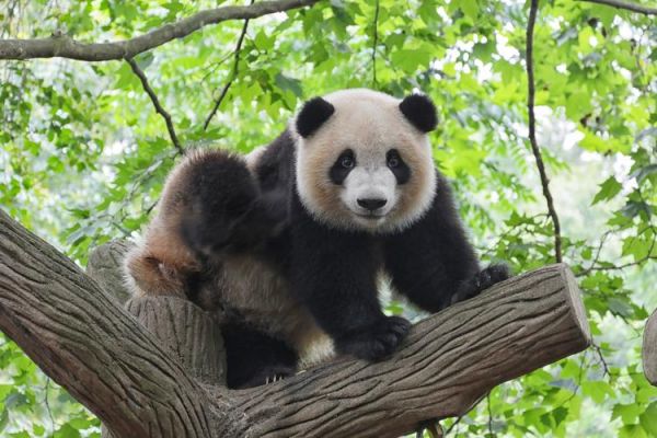 可爱呆萌的大熊猫图片