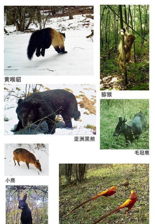 动物名称大全1000种图1