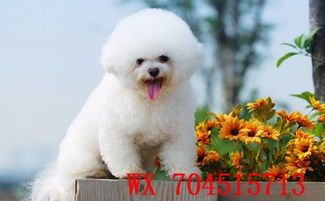 比熊犬日常护理,宠物养护指南