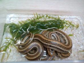 宠物蛇种类，国家有明确规定。