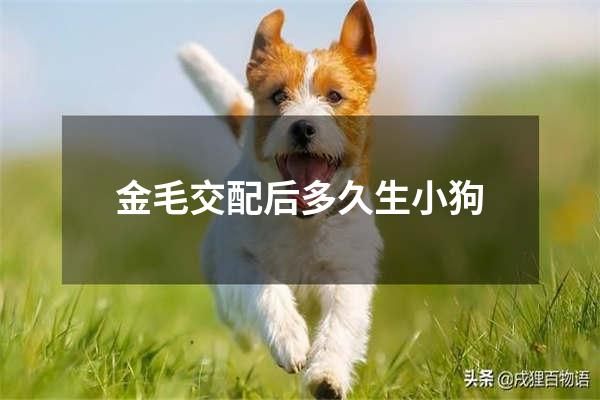 金毛交配后多久生小狗