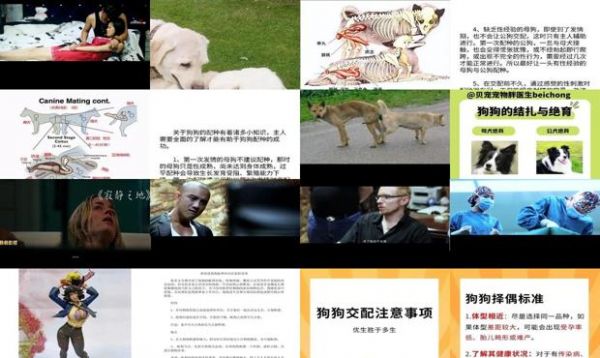 狗狗配种注意哪些事项