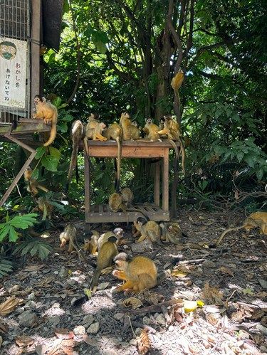 冲绳10日D8石垣岛小猴子可爱+全日空洲际