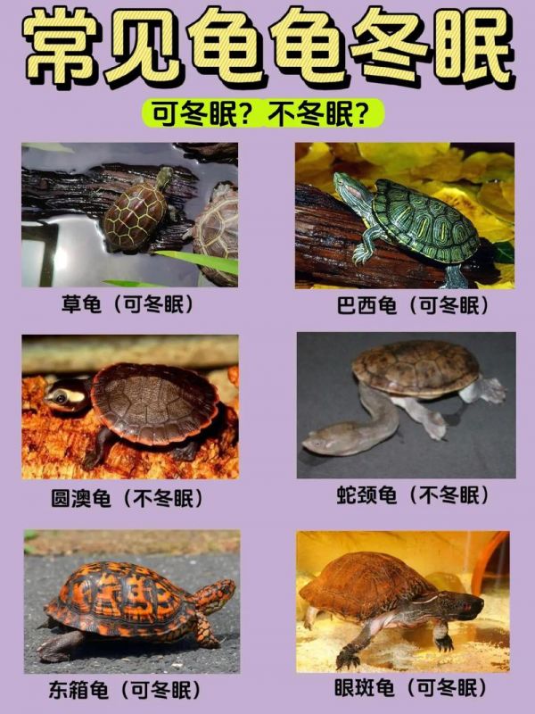 乌龟冬眠吗（热带乌龟冬眠吗）