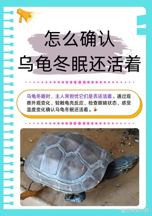 乌龟冬眠吗（热带乌龟冬眠吗）