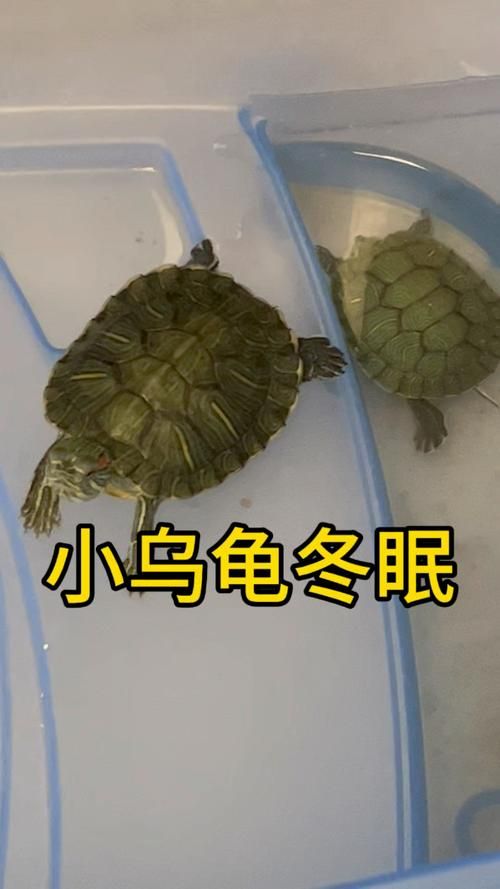 乌龟冬眠吗（热带乌龟冬眠吗）