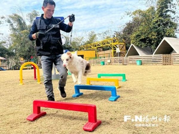 驯犬师带着边牧做运动。记者 林榕昇 摄