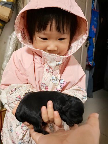 狗狗是我在世界上的另外一个家人