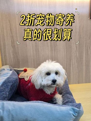 宠物寄养已经发展成这样了？2折还免费接送！