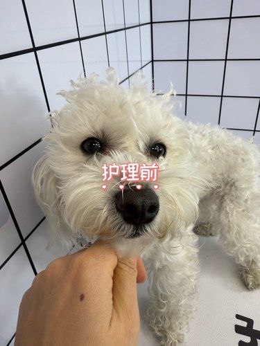 从“小脏狗”到“小公主”！狗狗洗澡美容全记