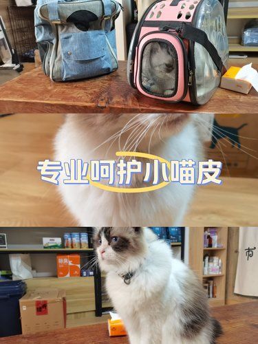 喵星人的美容院日常