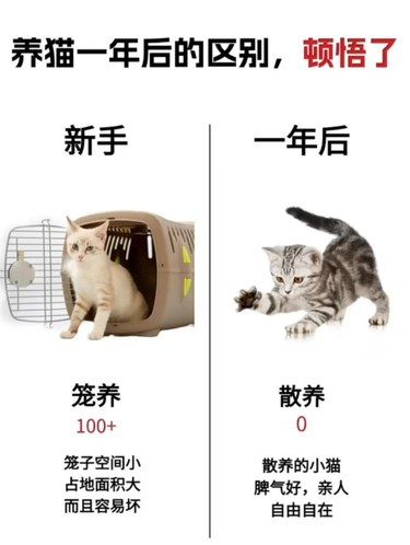 养猫人一年前后的对比