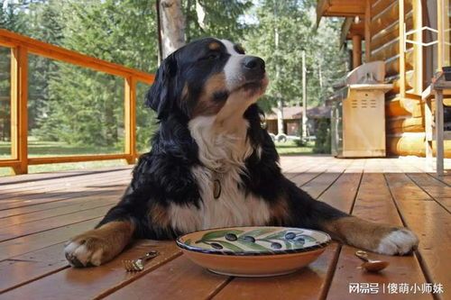 舒柏奇犬喂养攻略：各龄段喂食技巧！