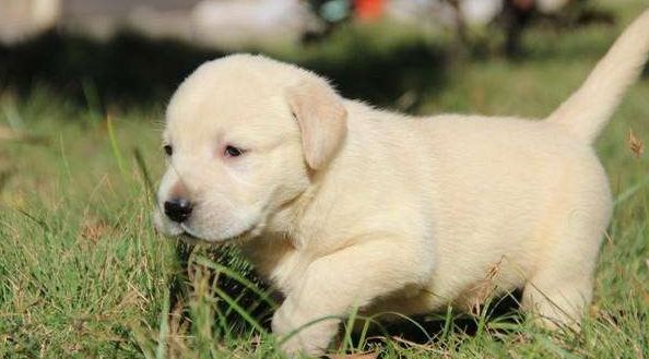 幼犬吃成犬狗粮的危害