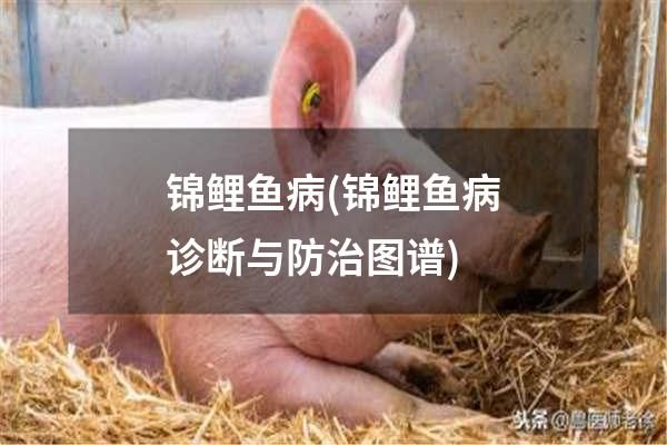 锦鲤鱼病(锦鲤鱼病诊断与防治图谱)