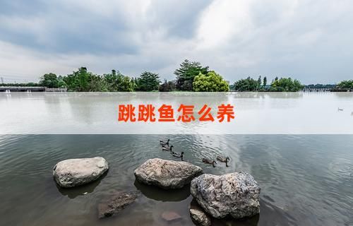 跳跳鱼怎么养