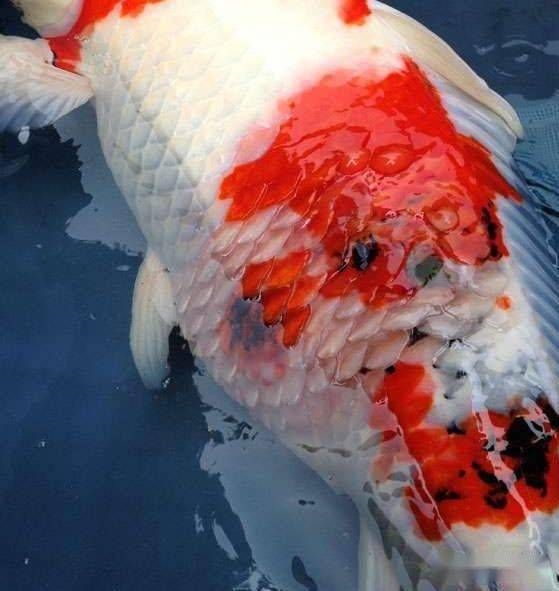 孔雀鱼炸鳞,宠物急救攻略