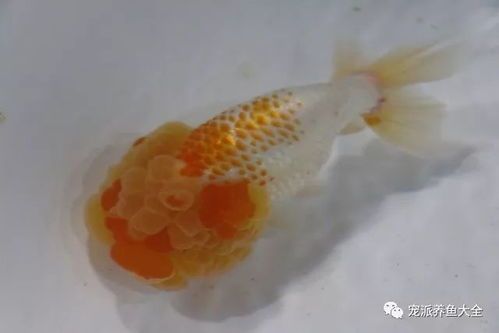 “养鱼必备！龙眼病防+鱼消炎药指南”