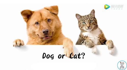 猫咪公园：宠物圈