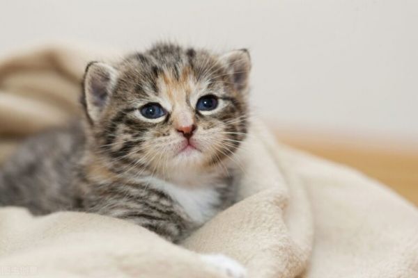 2-12 个月猫咪养护指南！铲屎官速看 