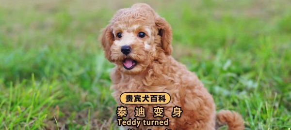 泰迪狗粮喂养指南（不同月龄、体重下的狗粮分量调整技巧）