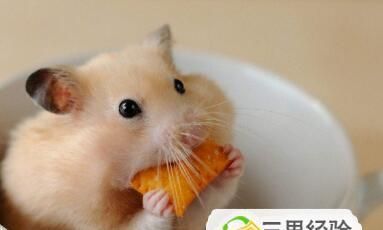 如何正确饲养烫鼠？（掌握这些技巧让烫鼠健康成长）